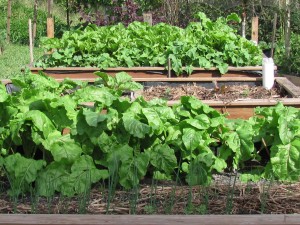 wicking-beds-03-2016